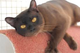 Beautiful Burmese Kittens Downer North Canberra Image 3 Burmese Kittens Burmese Cat Cats