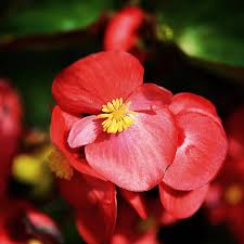 Image result for begonia semperflorens