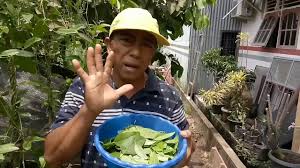 Resep es cincau hitam praktis dan enak dipublikasikan tanggal 18 mei 2020 cincau merupakan. Jual Daun Cincau Hitam Kering Beda Daun Cincau Hitam Dan Hijau By Jual Daun Cincau Hitam