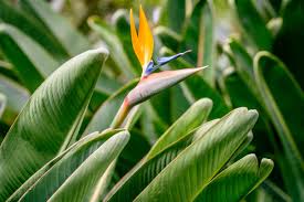 Image result for Strelitziaceae