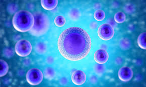 Maybe you would like to learn more about one of these? Animal Cell Analogy How To Understand Animal Cell Better