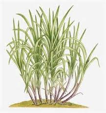 Sugar Cane Sketch At Paintingvalley Com Explore Collection Of Sugar Cane Sketch Colored pencils video standard printable step by step. sugar cane sketch at paintingvalley com