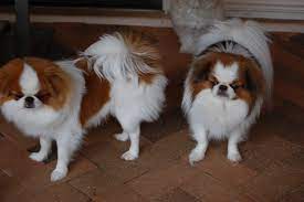 Japanese Chin Puppies For Sale In Houston Texas Tx Mcallen Mckinney Mesquite Plano Japanese Chin Puppies Japanese Chin Puppies