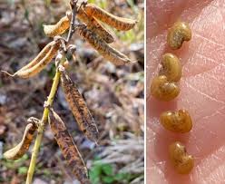 Image result for Crotalaria orthoclada