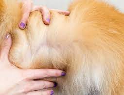 De Shedding Dogs Everything You Need To Know Fitdog