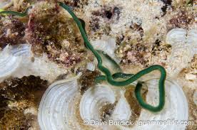 Image result for Polychaeta spp.