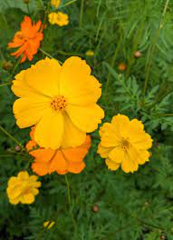 A Garden Of Wildflowers The Martha Stewart Blog