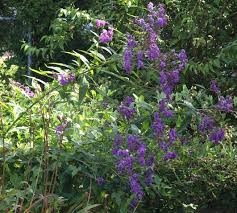 Image result for Vernonia glabra