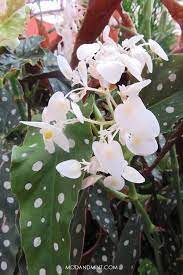 Begonia Maculata How To Care For A Polkadot Plant Begonia Maculata Begonia Plants