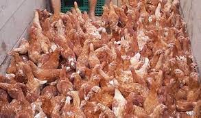 Ayam broiler atau biasa disebut ayam pedaging memang jarang diketahui oleh kita bahwa bisa bertelur atau tidak. Update Harga Ayam Petelur Terkini Langsung Dari Peternak Aplikasi Pertanian Media Agribisnis Gdm Agri