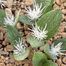 Image result for Daubenya