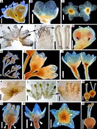 Image result for Cuscuta suaveolens