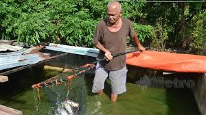 Ikan gabus di dunia ikan hias tidak kalah dengan ikan hias lainnya. Alhamdulillah Ikan Keli Makin Laris