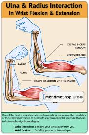 Tendon strengthening jbjs.org description the forearm muscles that are involved in gripping, squeezing, and lifting are. Generally Speaking Muscles Tendons In The Forearm Are Grouped Into Extensors And Flexors Extensor Musc Extensor Muscles Muscle Anatomy Skeleton Muscles