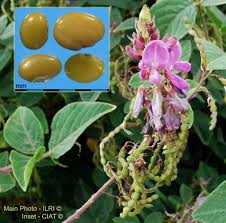 Image result for Desmodium