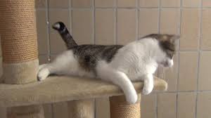Helfen sie bitte mit und geben einem lieben stubentiger ein neues zuhause. Tierheim Wau Mau Insel Kassel Hunde Und Herzkranke Katze Suchen Zuhause Youtube