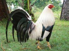 Jual telur tetas ayam philipin kab temanggung rina colektion tokopedia. 170 Ide Ayam Ayam Ayam Jantan Ayam Betina