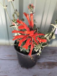 Image result for Dicliptera