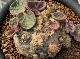 Image result for Aeollanthus subacaulis