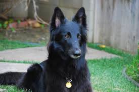 In this animalwised video, we talk about the four different varieties of belgian shepherd breed; Types Of Belgian Shepherd Dog All Breed Variations With Photos
