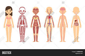 Female body shape or female figure is the cumulative product of a woman's skeletal structure and the quantity and distribution of muscle and fat on the body. Anatomy Diagram Vector Photo Free Trial Bigstock