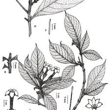 Image result for Triainolepis africana