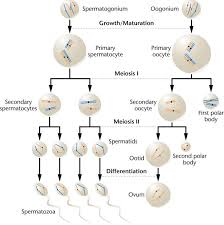 Biology Exams 4 U Difference Between Spermatogenesis And