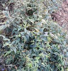 Image result for Wissadula