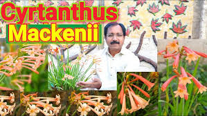 Image result for Cyrtanthus mackenii