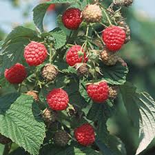 Выберите из миллионов фотографий, изображений и изображений. Heritage Raspberry Plant