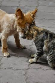 Another Aspect Of Feline Body Language Is Chin Rubbing Or Head Butting These Actions Make Cat Owners Smile Because The Cute Animals Animals Animals Friendship
