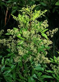 Image result for Triraphis schinzii