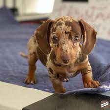 Miniature Dapple Dachshund Puppies For Sale Coimbatore Zamroo