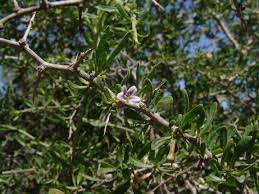 Image result for Lycium mascarenense