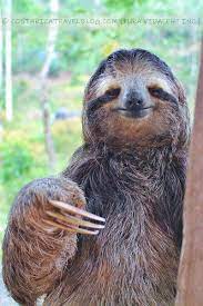 This Three Toed Sloth Stumbled Upon Our Backyard In Costa Rica And Smiled And Waved For Our Camera Costa Rica Animals Costa Rica Wildlife Rainforest Animals