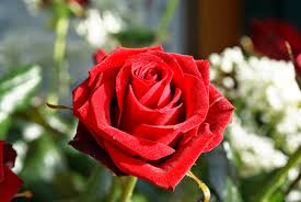 Visual Communication Cultural Meaning Sharonshamladesign Correctly combining the colors of flowers, you can create a work of art!