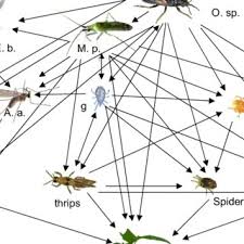 Most common industries in amherst, ma (%). Pdf Generalist Predators Food Web Complexities And Biological Pest Control In Greenhouse Crops