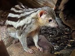 Image result for Monodora grandidieri