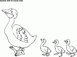 Itik serati myagri com mymyagri com my. 100 Gambar Bebek Hitam Putih Untuk Diwarnai Paling Hist Gambar Pixabay