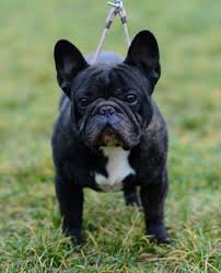 Some dogs will shed more than others, even within a breed. French Bulldog Shedding This Is The Solution French Bulldog Breed