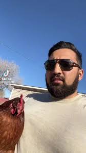 What are the must-knows for beginners keeping chickens?