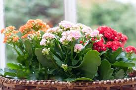 Image result for Kalanchoe crenata