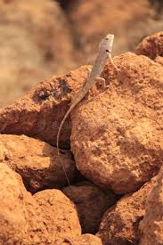Oriental Garden Lizard In Wild Sitting On A Sun Lit Rock Oriental Garden Lizard Affiliate Sitting Sun Lit Wild Oriental Oriental Species Lizard