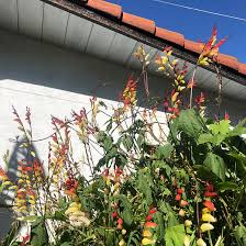 Image result for Mina lobata