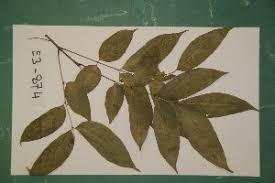 Image result for Fernandoa magnifica