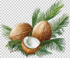 Download transparent palm png for free on pngkey.com. Coconut Euclidean Tropical Fruit Png Clipart Apple Fruit Arecaceae Attractive Christmas Ornament Coconut Tree Free Png Downlo Palm Tree Art Coconut Fruit