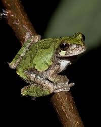 Pacific tree frogs are interesting pets to watch and enjoy. Hyla Avivoca Bird Voiced Tree Frog Tree Frogs Frog Pet Frogs