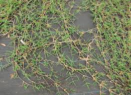 Image result for Cynodon nlemfuensis