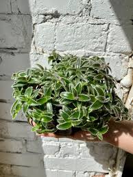 Image result for Cyanotis lanata