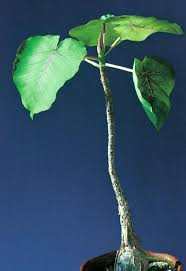 Image result for Ficus saussureana